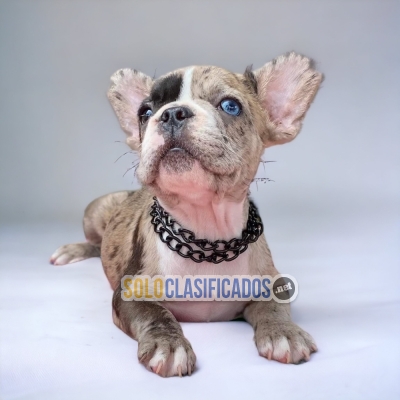 Beautiful puppies available EXOTIC FRENCH BULLDOGS with the best ... 