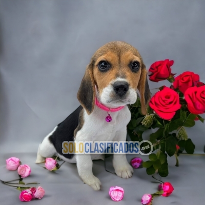 SWEETIE BEAGLE HARRIER... 