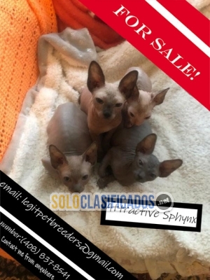 Attractive sphynx for sale... 