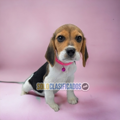 BEAGLE HARRIER DISPONIBLE NORTH CAROLINA YA... 