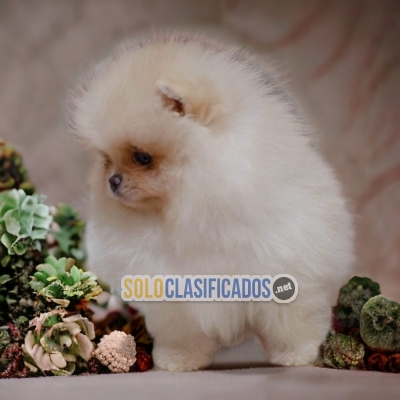 POMERANIAN DISPONIBLE/AVAILABLE... 