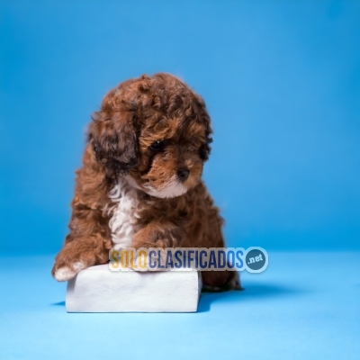 Bichon Habanero Charming and Cute  Puppies... 