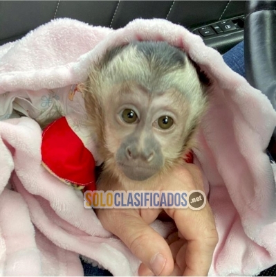 Mono Capuchino bebe cara blanca en adopcion8I8IIIIIIII... 