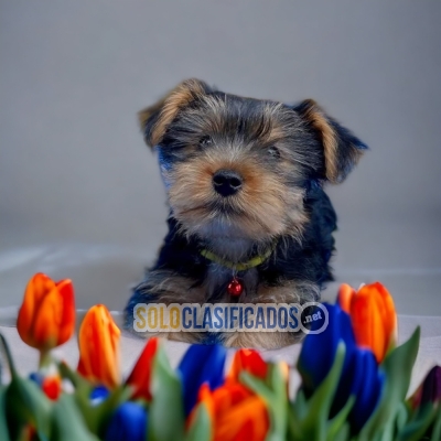 Yorkie Encantadores Cachorros... 