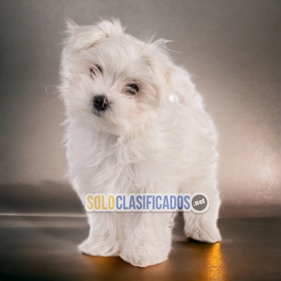 BICHON MALTÉS         YOUR FAITHFUL DOG ​​NOW IN ADELNATE... 