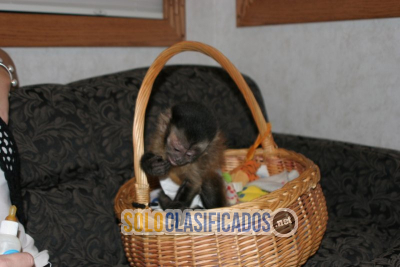 Solo Clasificados - Adorable mono capuchino hembra disponible para adopción - imagen: 2