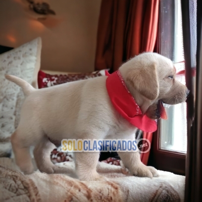 HERMOSO  LABRADOR RETRIEVER BULDOG FRANCES COLORES... 