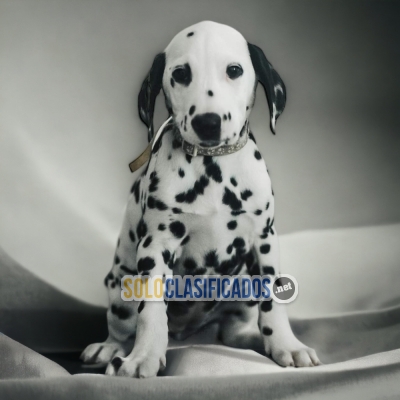 BEAUTIFUL DALMATA PUPPY FOR SALE... 