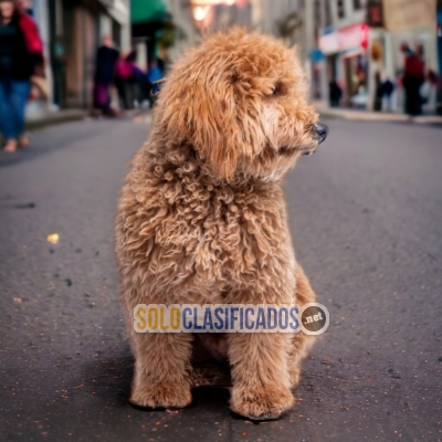 GOLDENDOODLE        IT WILL BE YOUR BEST COMPANY FROM NOW ON CHEE... 