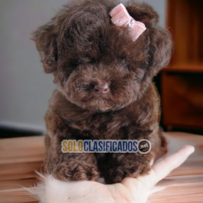 FRENCH POODLE CHOCOLATE     FRENCH POODLE... 