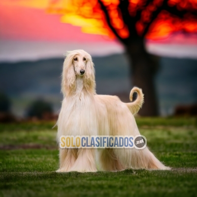 SALE OF GALGO AFGANO... 