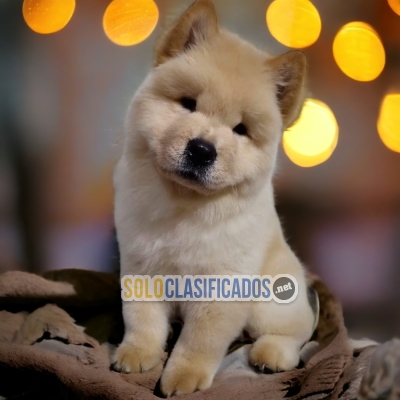 HERMOSOS CACHORROS CHOW CHOW DISPONIBLES... 