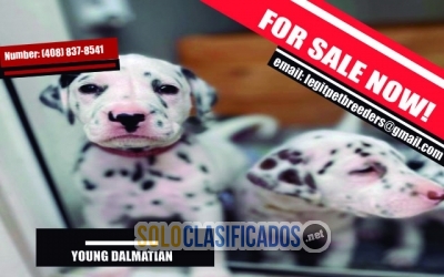 YOUNG DALMATIAN PUPPIES READY TO LEAVE... 