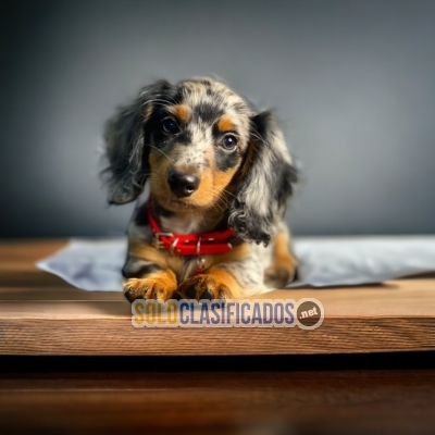 HERMOSO CACHORRO  SALCHICHA  PELO LARGO... 