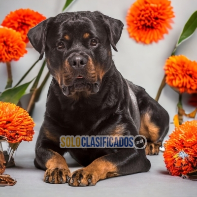 ROTTWEILER LÍNEA ALEMÁN     IT WILL BE YOUR COMPANION AND BEST CO... 
