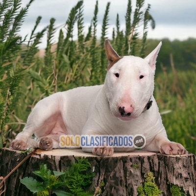 BULL TERRIER     IT WILL BE YOUR COMPANION AND BEST COMPANY FROM ... 