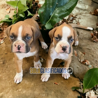 Strong Puppies Boxer Your Best Company... 