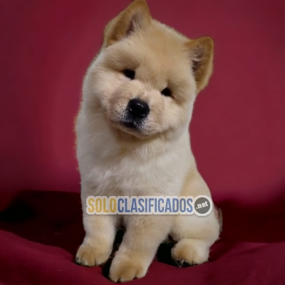 CHOW CHOW AVAILABLE HERE... 
