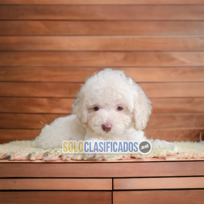 French Poodle / French Poodle disponible ahora here... 