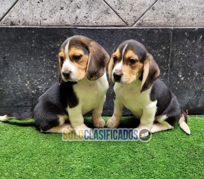 BEAGLE HARRIER   Beautiful puppies available with the best market... 