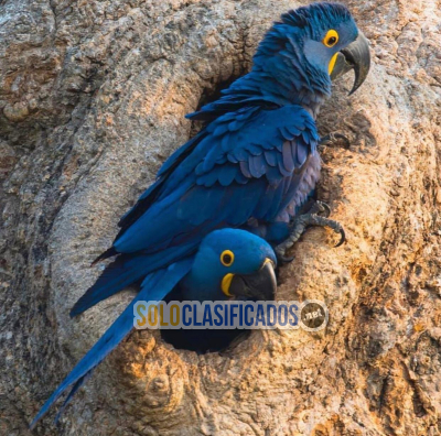 Solo Clasificados - Huevos fértiles de loros loros y aves en venta - imagen: 3