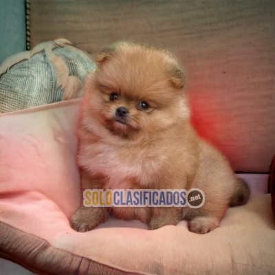 cachorro pomeranian... 