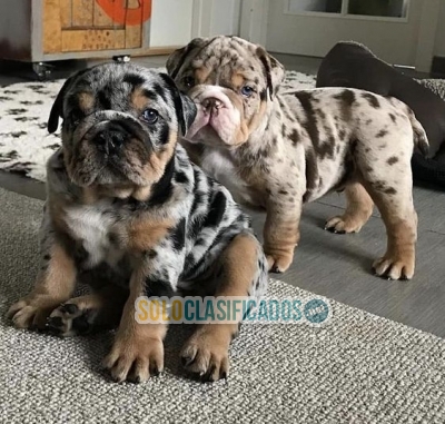 Hermosos Bulldog Ingles, juguetones cachorritos disponibles ... 