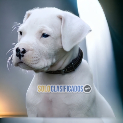 DISPONIBLES HERMOSOS DOGO ARGENTINO / BEAUTIFUL DOGO ARGENTINO AV... 