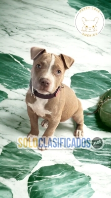 Raza Pitbull cachorros de buen estado de vida... 