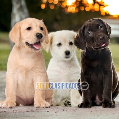 Labrador Retriever Encantadores  Cachorros... 