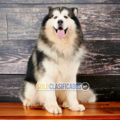 Malamute de Alaska Lindos Cachorros Para Tu Hogar... 