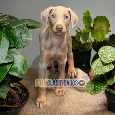 2ADORABLE DOBERMAN GRANDE ISABELLA... 