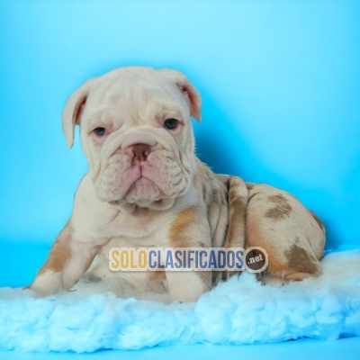 CUTE PUPPY BULLDOG INGLES EXOTICO... 