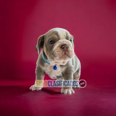 BULLDOG INGLES AVAILABLE HERE... 