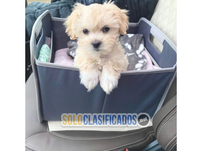 Dulces cachorros Maltipoo criados en casa... 