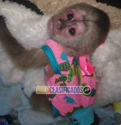 Solo Clasificados - Monos capuchinos hermosos y saludables Disponibles - imagen: 2