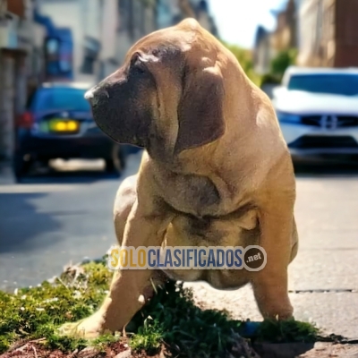 Lindos FILA BRASILEÑO... 