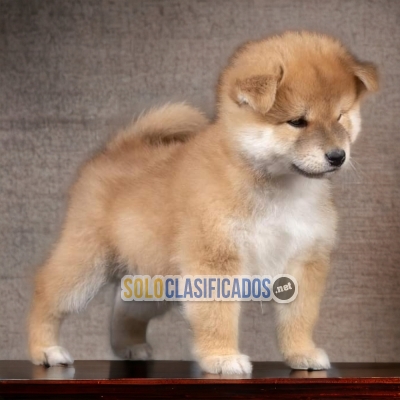 PUPPY ENTERS AKITA INU (JAPONES)... 