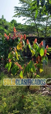 VENTA TERRENO PRODUCTIVO + CASA DE CAMPO... 