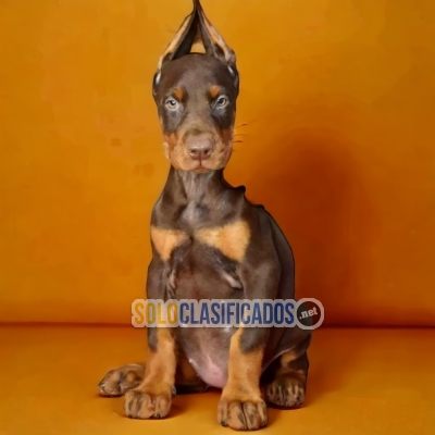 Doberman... 