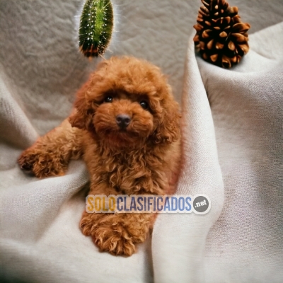 French Poodle Red Happy Puppies... 