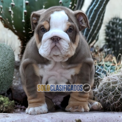 3ADORABLE BULLDOG INGLÉS EXÓTICO... 