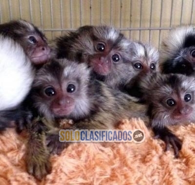 finger Marmoset Monkeys available  For Sale... 