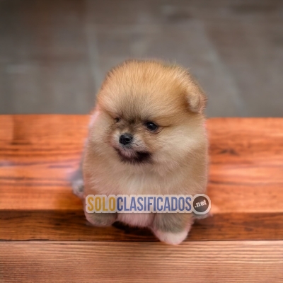 CUTE PUPPIES AVAILABLE POMERANIAN... 