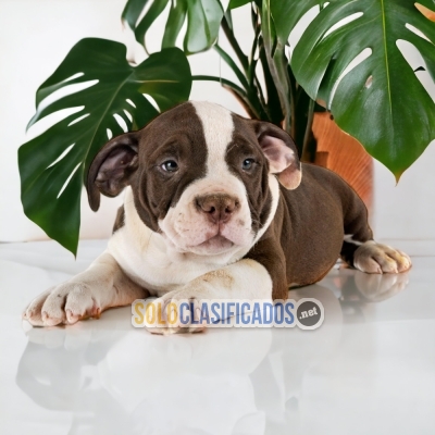 2 AMERICAN BULLY XL... 