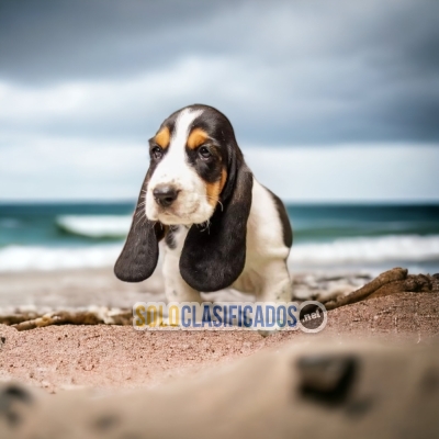 Beautiful puppies available: BASSET HOUND... 