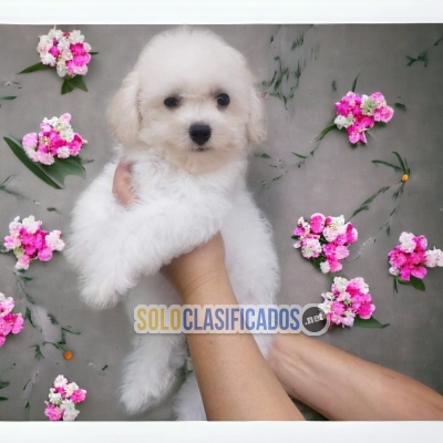 HERMOSOS BICHON FRISE ilinois... 