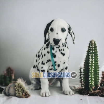 DISPONIBLES/AVAILABLE MASCOTAS/PETS DALMATA... 