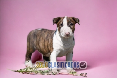 Adorable y Hermosos cachorros Bull Terrier... 