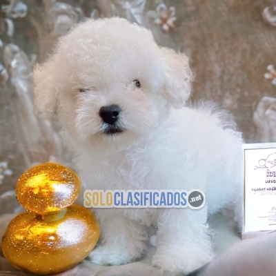 PRECIOUS PUPPIES BICHON FRISE... 